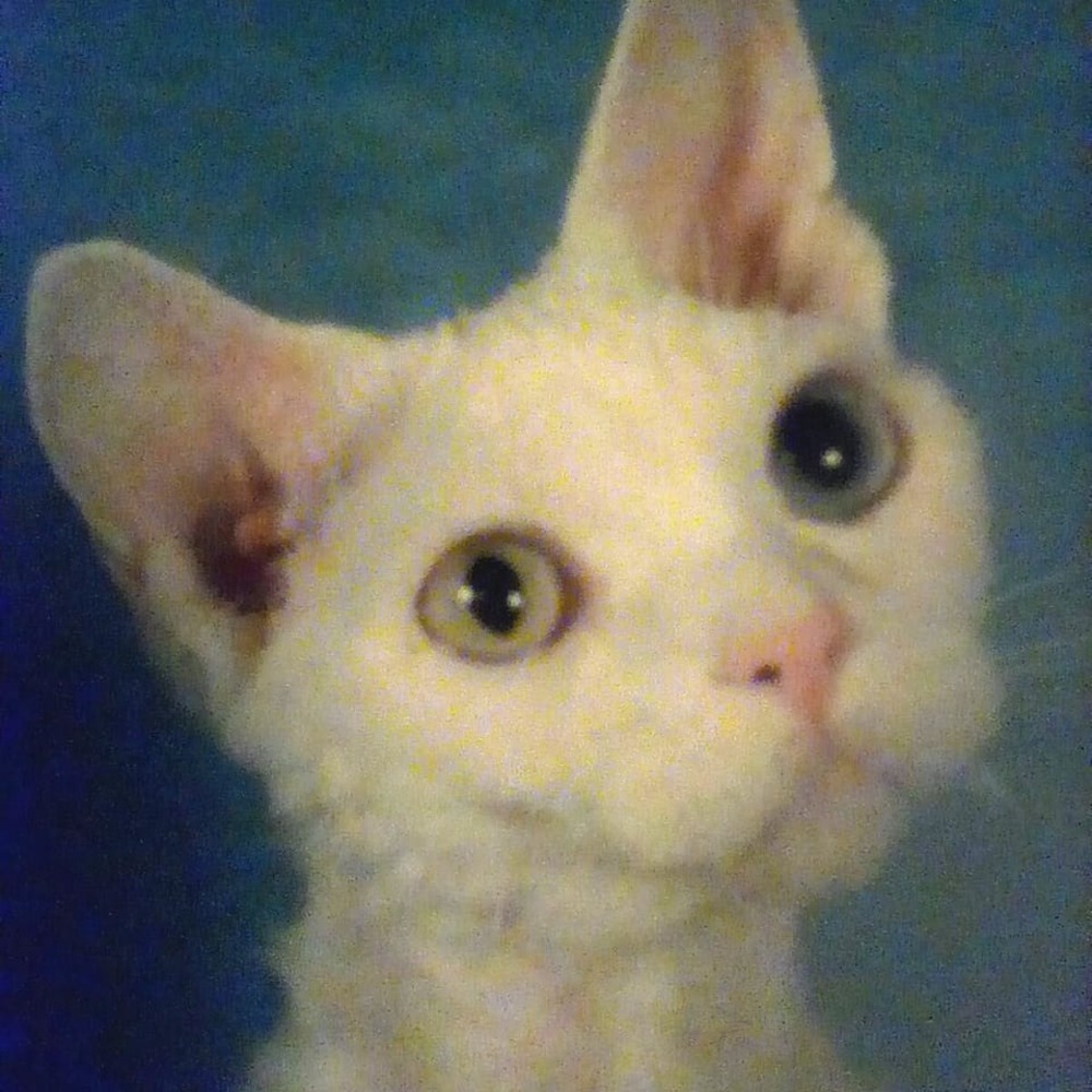 Meet your Posher, Donna